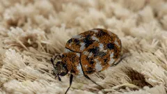 Wie man Teppichkäfer schnell loswird und ihr Wiederauftreten verhindert