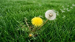 So werden Sie Unkraut los, bevor es Ihren Rasen überwuchert